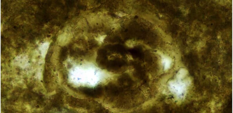 Scientists awaken 200MILLION-year-old parasite eggs