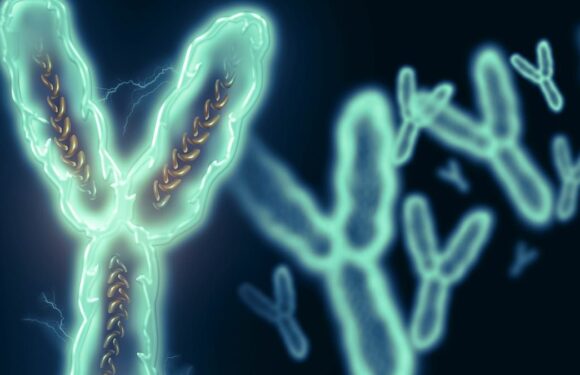 Scientists crack the Y chromosome code for the first time