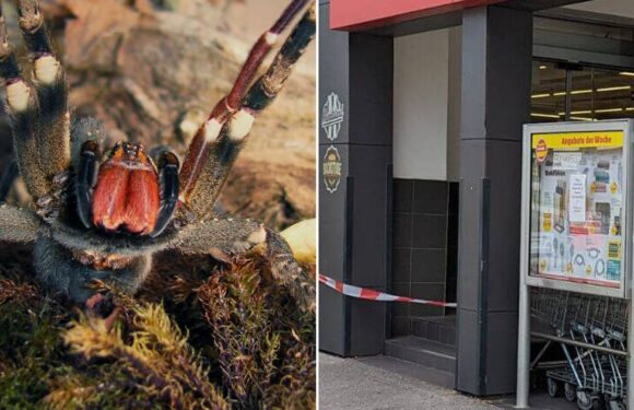 Supermarket evacuated after spider that can cause permanent erections spotted