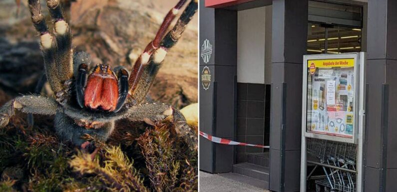 Supermarket evacuated after spider that can cause permanent erections spotted