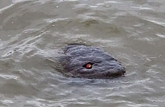 Terrifying ‘red-eyed river monster’ dubbed ‘Baby Godzilla’ spotted in the Thames