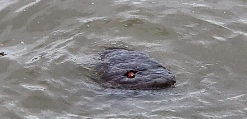 Terrifying ‘red-eyed river monster’ dubbed ‘Baby Godzilla’ spotted in the Thames