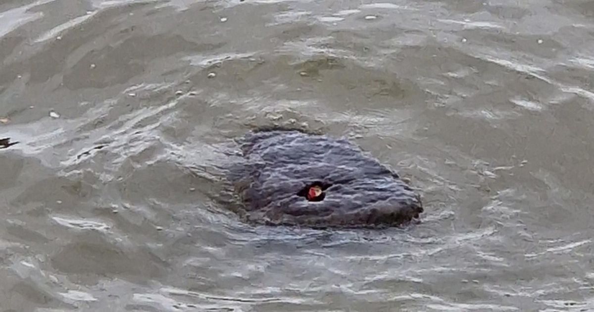 Terrifying ‘red-eyed river monster’ dubbed ‘Baby Godzilla’ spotted in the Thames