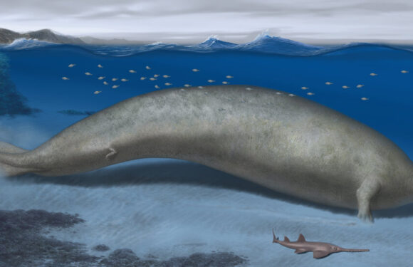 This Ancient Whale May Have Been the Heaviest Animal Ever