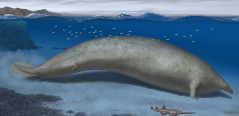 This Ancient Whale May Have Been the Heaviest Animal Ever