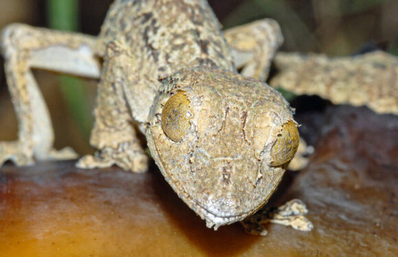 This Gecko’s Camouflage Is So Good, It Masqueraded as Another Species