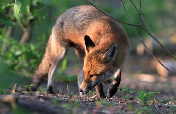 Why do foxes scream at night? | The Sun