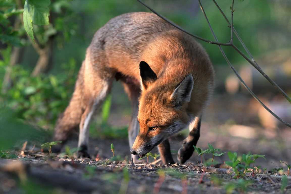 Why do foxes scream at night? | The Sun