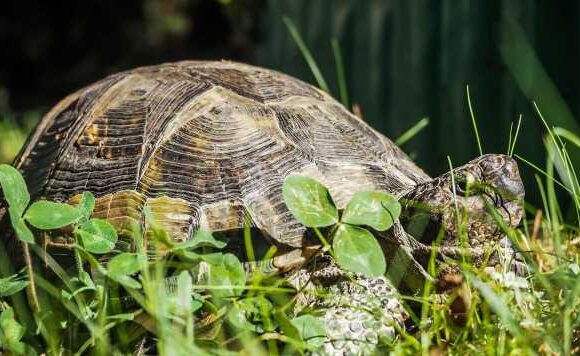 All Creatures Great and Small makes a return for its fourth series