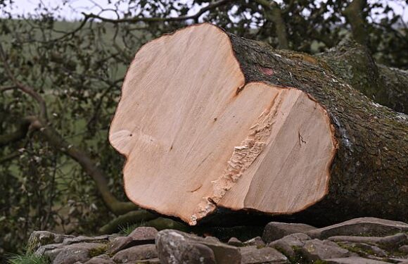 Druids claim Sycamore Gap attack is symbolic of biodiversity loss