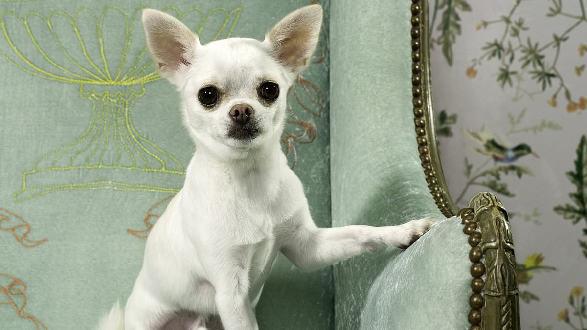 Expert reveals how long you can REALLY leave your dog alone
