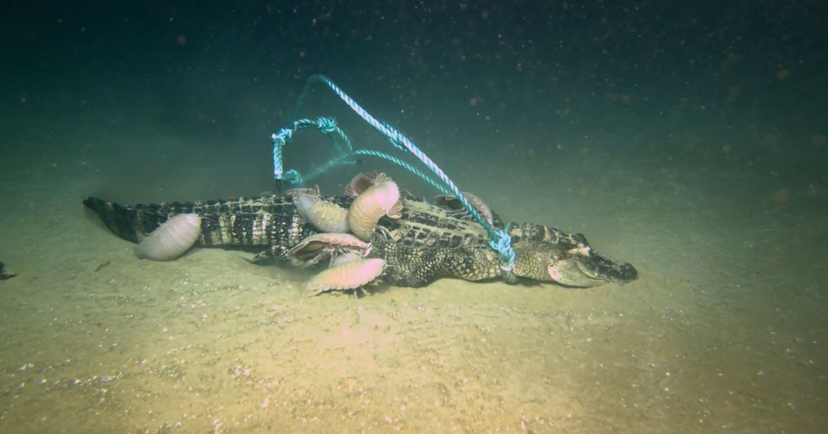 Giant mysterious sea creature eats alligator whole as ‘zombie worms’ discovered