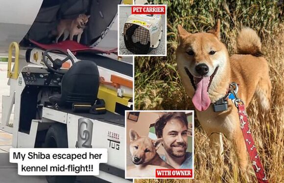 Handlers left baffled after Shiba Inu gets loose in plane's cargo