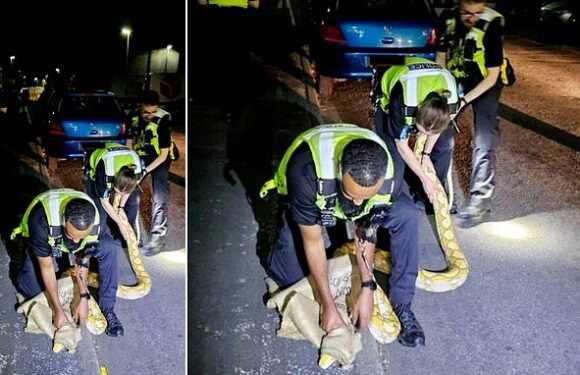 Huge 12ft python slithers down street before police manage to catch it