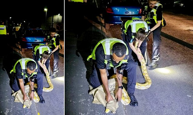 Huge 12ft python slithers down street before police manage to catch it