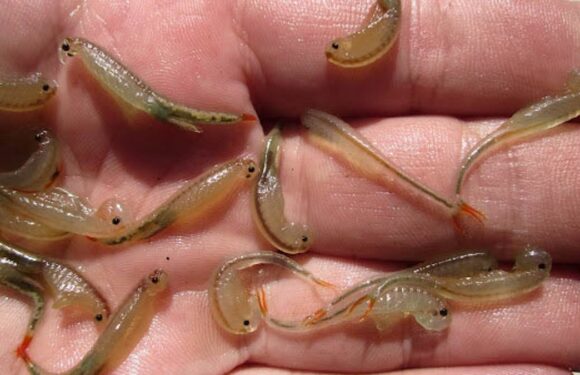 Hundreds of three-eyed 'dinosaur shrimp' awaken at Burning Man