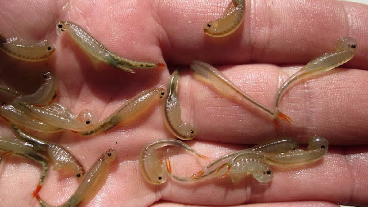 Hundreds of three-eyed 'dinosaur shrimp' awaken at Burning Man