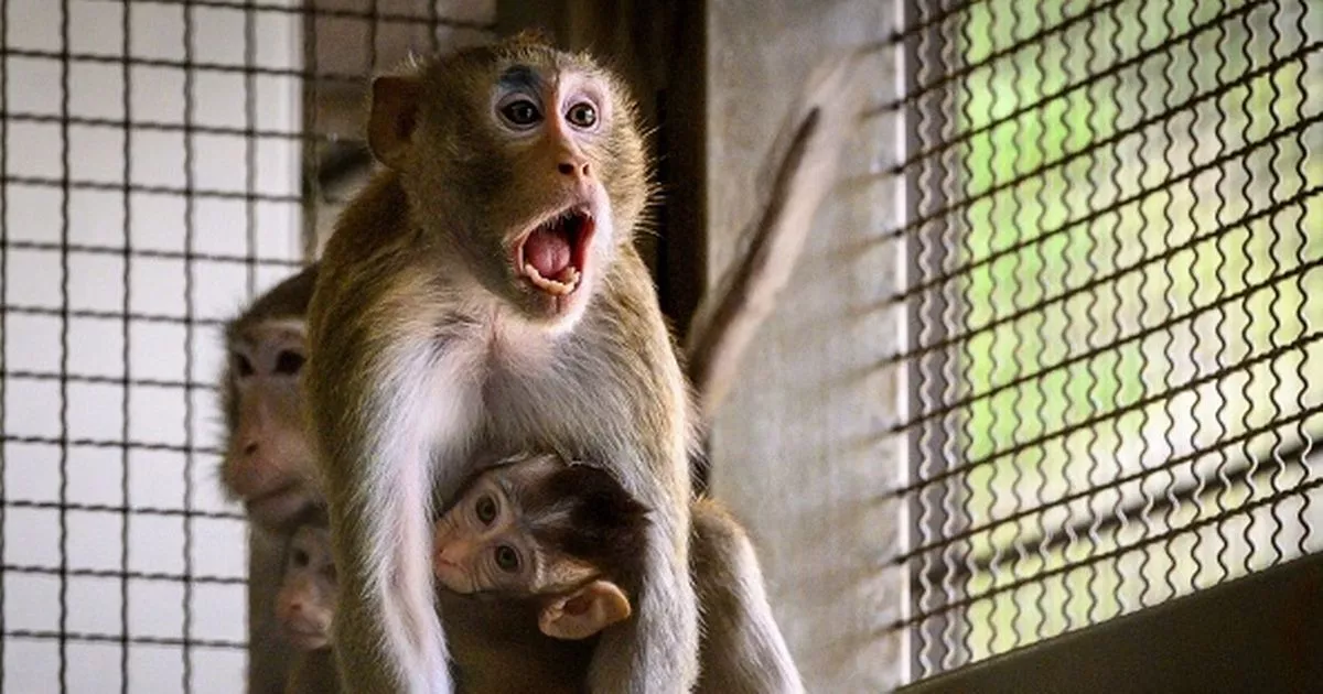 ‘Incompetent’ university lab staff accused of ‘cooking monkey to death’
