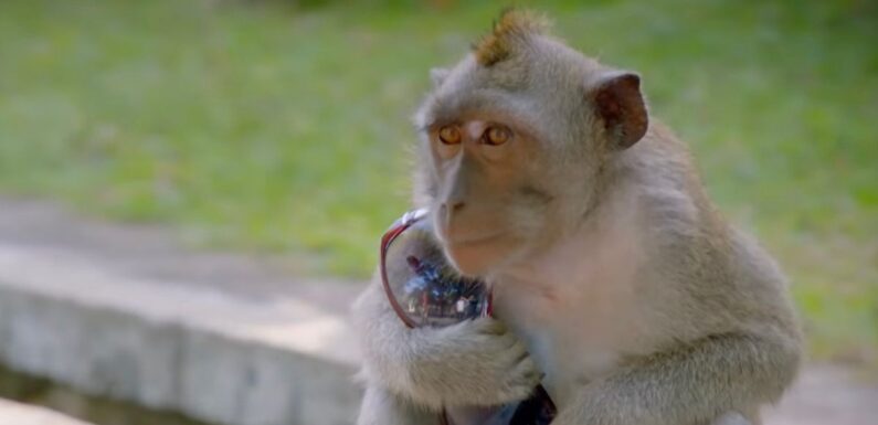 Monkeys ‘trained as criminal masterminds’ – ape drug deals, cartel pet and ‘spy’