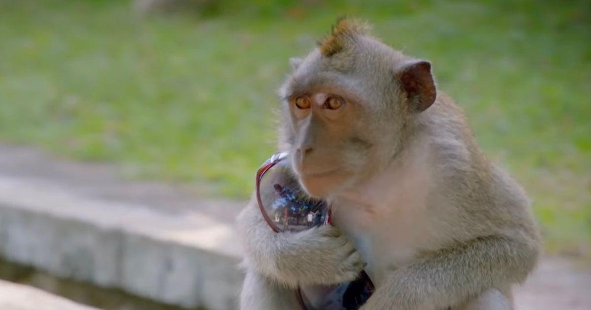 Monkeys ‘trained as criminal masterminds’ – ape drug deals, cartel pet and ‘spy’