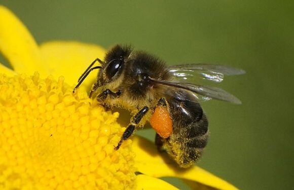 One in six species in the UK on the brink of extinction, report claims