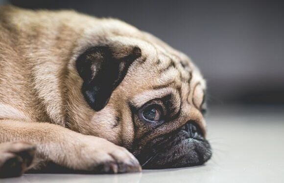 Pugs and bulldogs are seen as more helpless and childlike, study finds