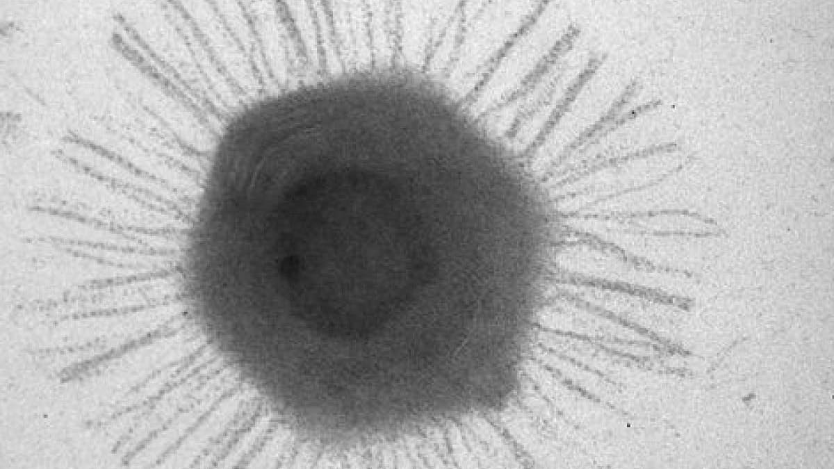 Scientists dig up newly identified virus from the depths of the ocean
