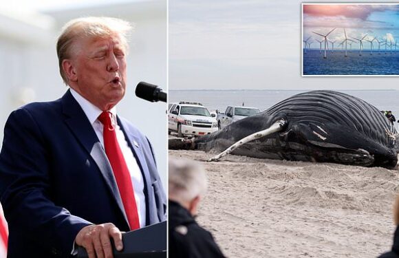 Trump claims WINDMILLS are killing whales – not speeding boats