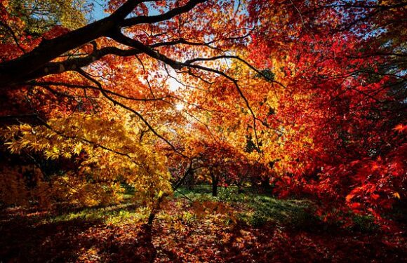 UK set for 'spectacular' autumn with colours more glorious than ever