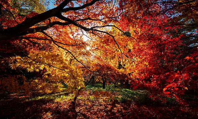 UK set for 'spectacular' autumn with colours more glorious than ever