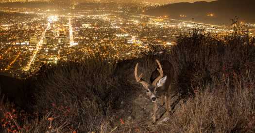 Urban Animals Can’t Take the Heat, Study Finds