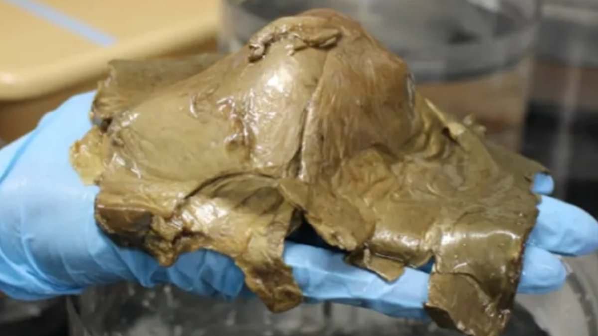 What is the 'golden egg' on the Alaska seafloor?