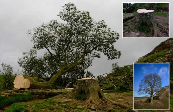 World famous sycamore tree at Hadrian's Wall featured in Hollywood blockbuster is CHOPPED DOWN by mystery vandal | The Sun