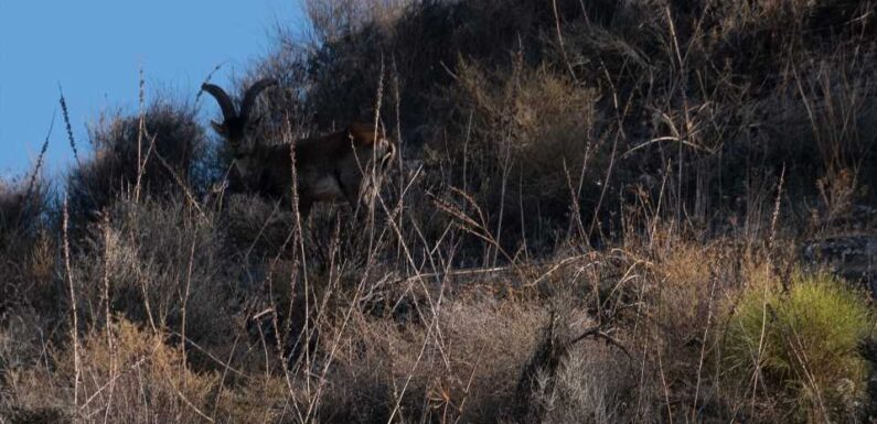 You have 20/20 vision if you can see the mountain goat hidden in the bushes in this optical illusion in under 10 seconds | The Sun