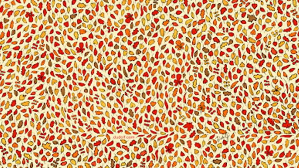 You have 20/20 vision if you can spot four apples hidden among the fall leaves in less than 10 seconds | The Sun