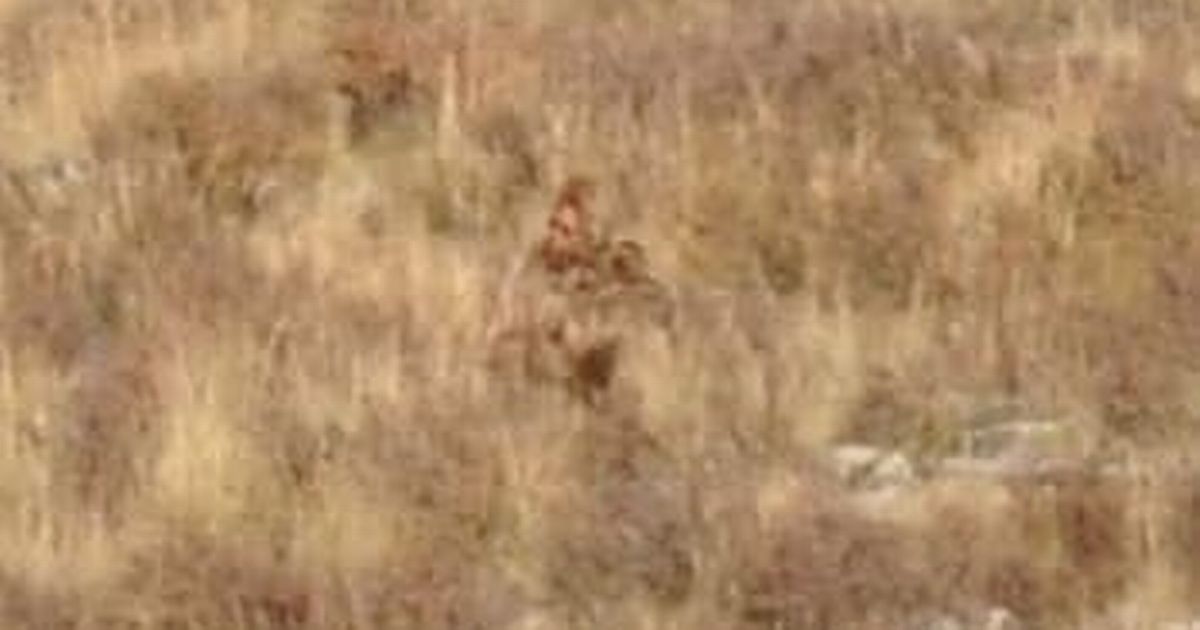 Bigfoot expert points out ‘beast’s’ muscles as he delivers verdict to sighting
