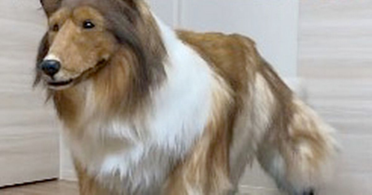 Bloke who became ‘dog’ plays Nintendo and convinces rivals he’s ‘real’