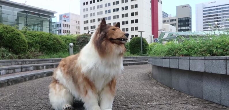 Bloke who spent £12.5k to ‘become dog’ stuns as he’s hauled around city in buggy