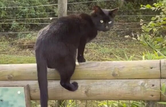 ‘Brave’ cat spotted hanging around UK zoo could ‘become a snack’ for predators