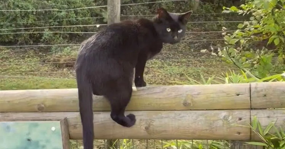 ‘Brave’ cat spotted hanging around UK zoo could ‘become a snack’ for predators