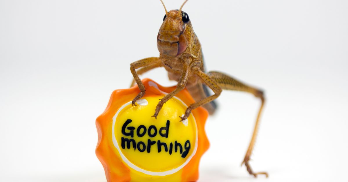 Brits go nuts for ‘pulverised cricket crisps’ as insect snacks fly off shelves