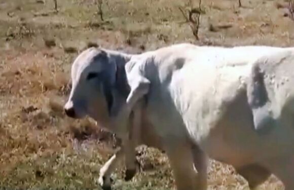 Cow with extra legs growing from neck baffles scientists after miracle survival