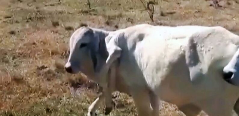 Cow with extra legs growing from neck baffles scientists after miracle survival