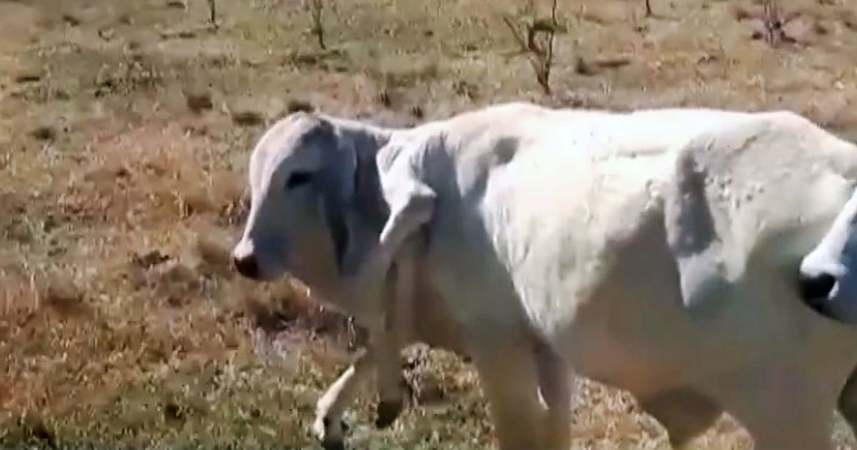 Cow with extra legs growing from neck baffles scientists after miracle survival