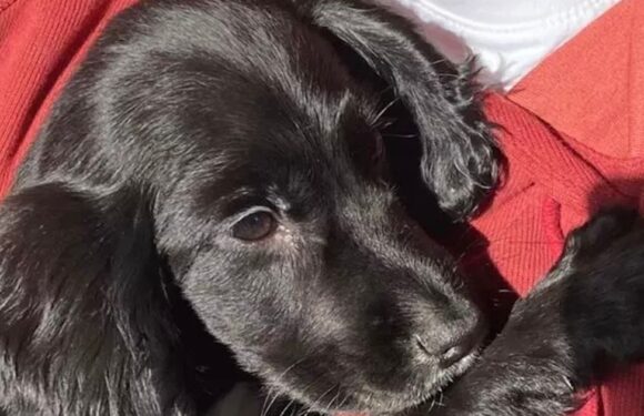 ‘Cruel’ breeder of 6-legged dog slammed as disgusting for dumping ‘stunning pup’