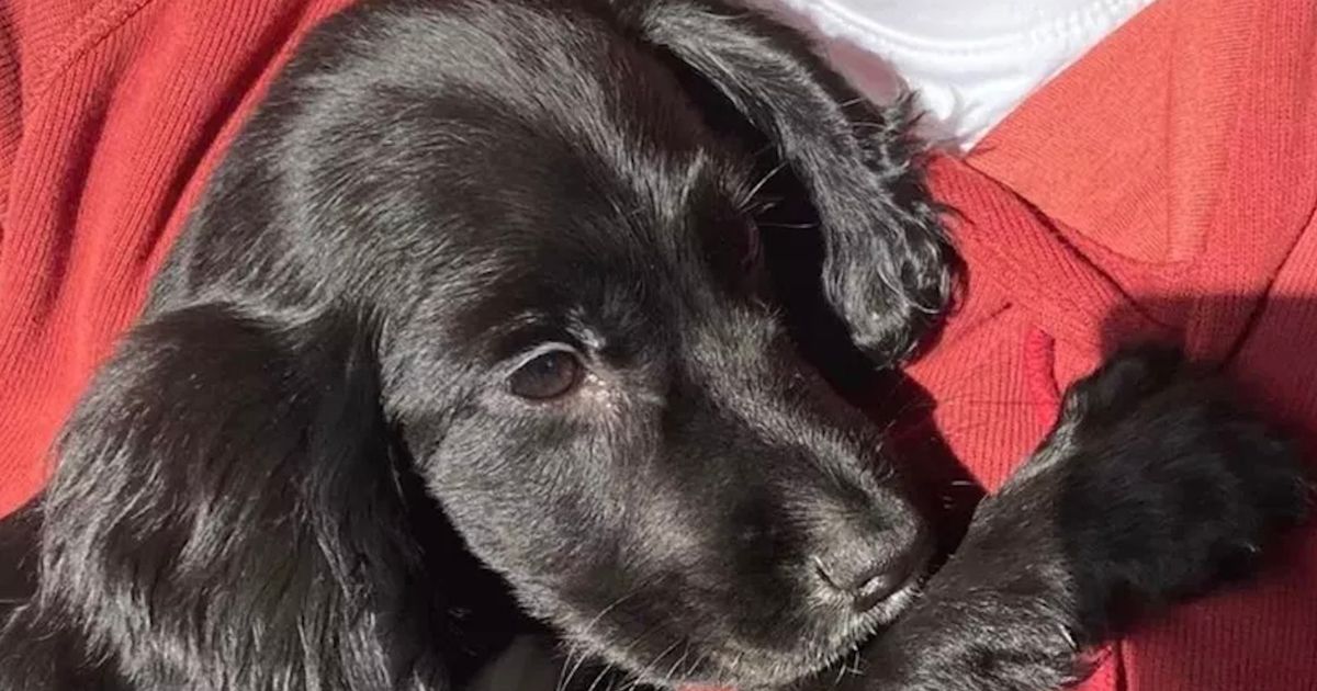 ‘Cruel’ breeder of 6-legged dog slammed as disgusting for dumping ‘stunning pup’