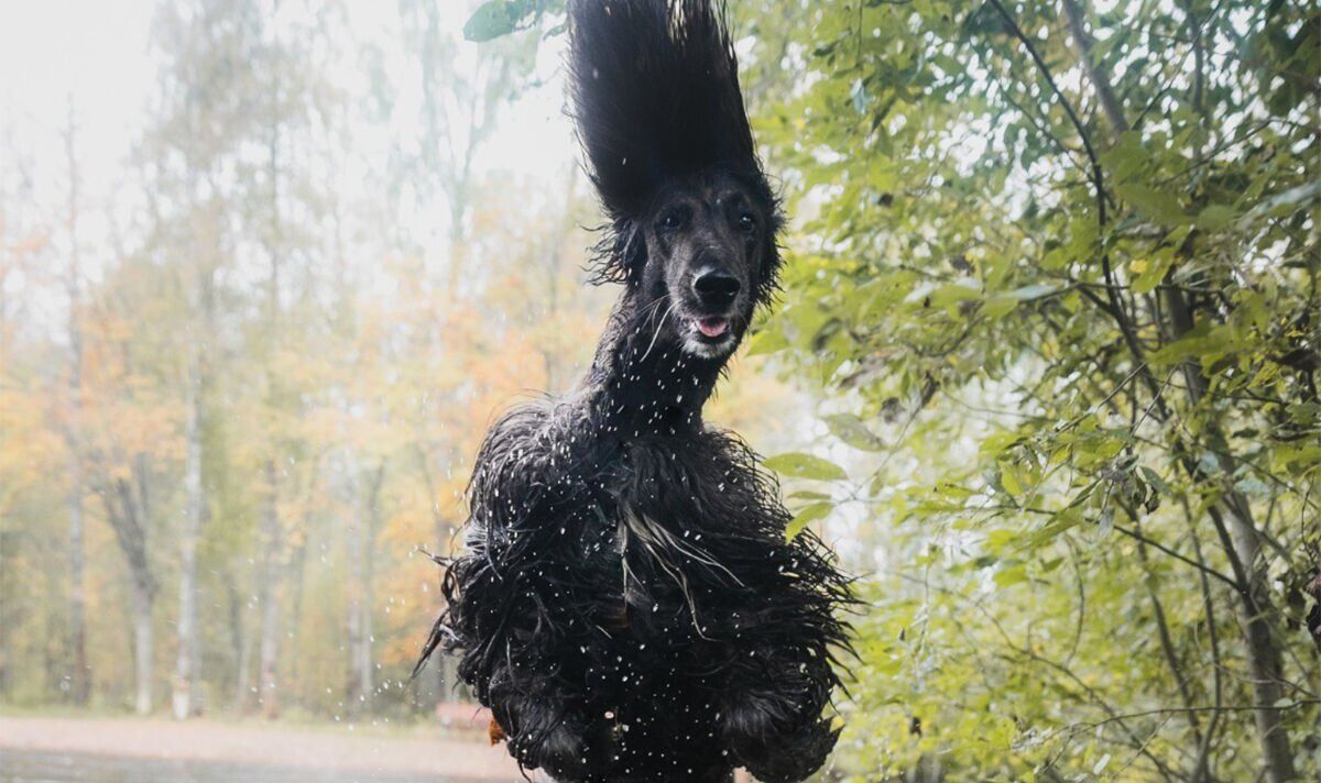Dog or monster? Snap leaves Twitter users questioning their eyes