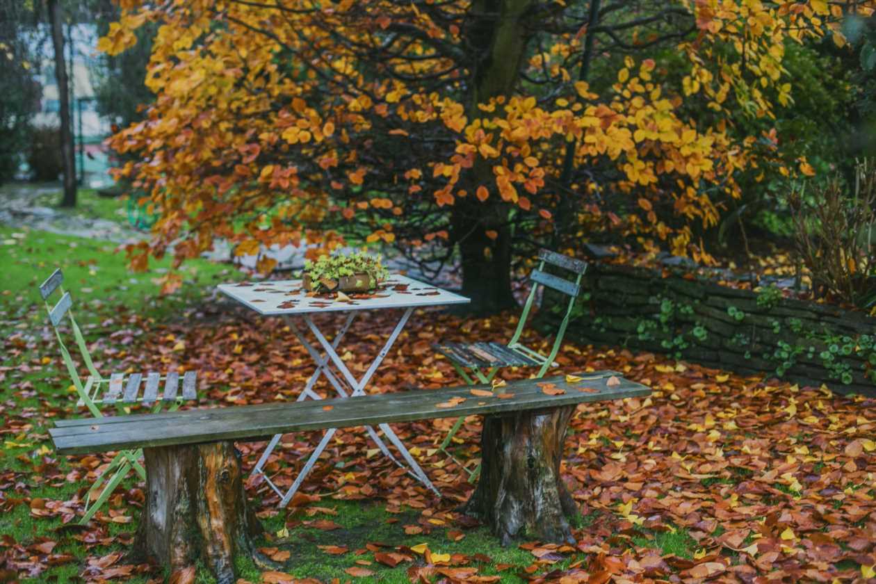 I'm a gardening expert – you don't need to pick up the leaves in your garden this autumn… it’s better NOT to | The Sun