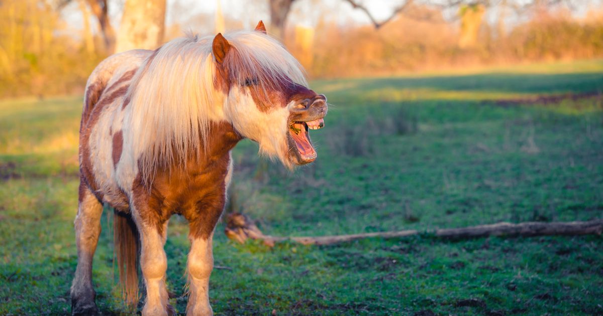 Man hires prostitute for threesome with horse but moans they aren’t up for it’