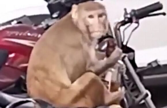 Monkey steals whiskey bottle from biker to chug – on national ‘no drinking’ day